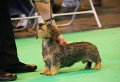 Crufts2010 618